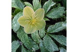Pacific Frost Hellebore Plant: A Vision of Winter Wonder in Your Garden