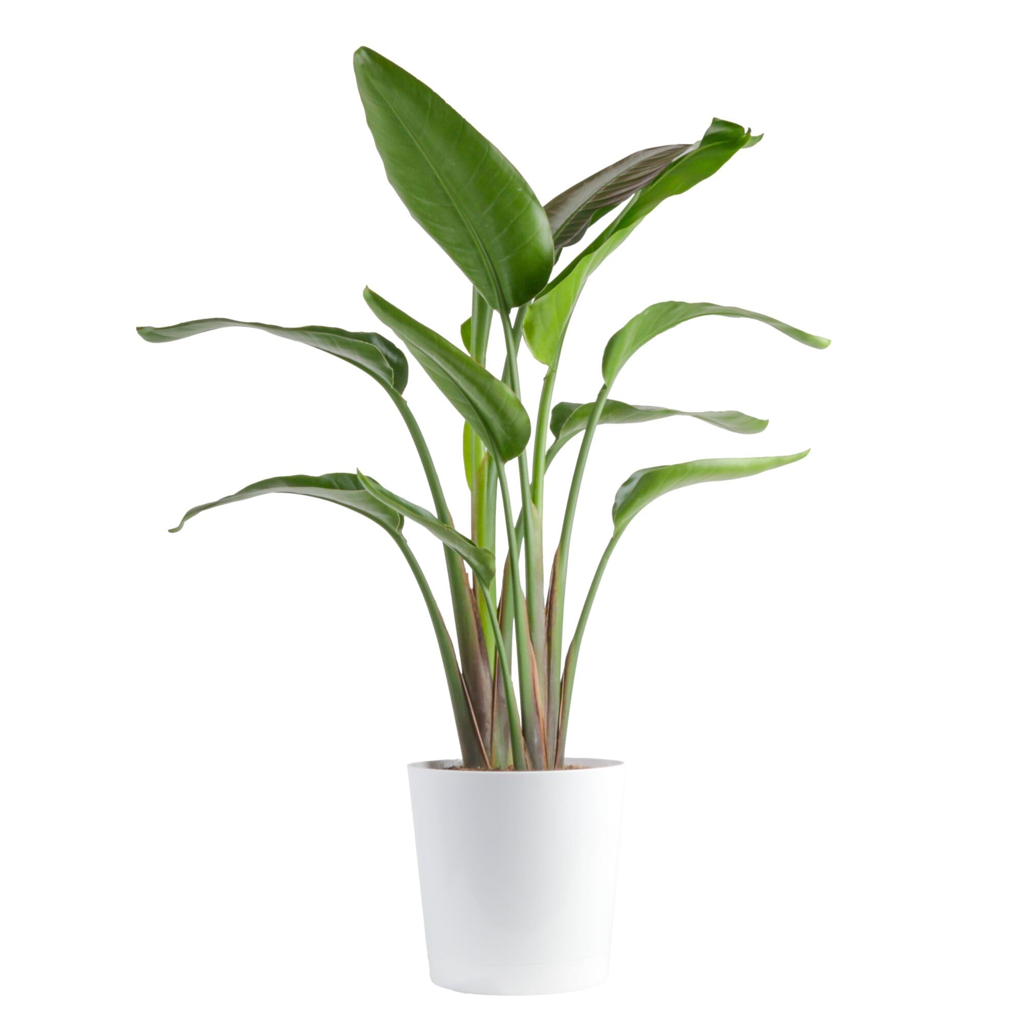 Costa Farms White Bird of Paradise, Strelitzia nicolai, Live Indoor Plant in Décor Planter Pot, Air-Purifying Tropical Houseplant, Housewarming Gift, Living Room, Office, and Home Decor, 3-4 Feet Tall