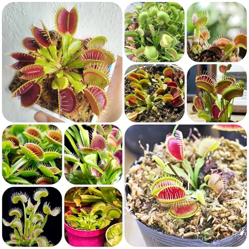 Semillas de la planta Venus atrapamoscas jardín perennes Serie de plantas raras herbario plantas exóticas atrapamoscas sombra resistentes Dionaea 500pcs