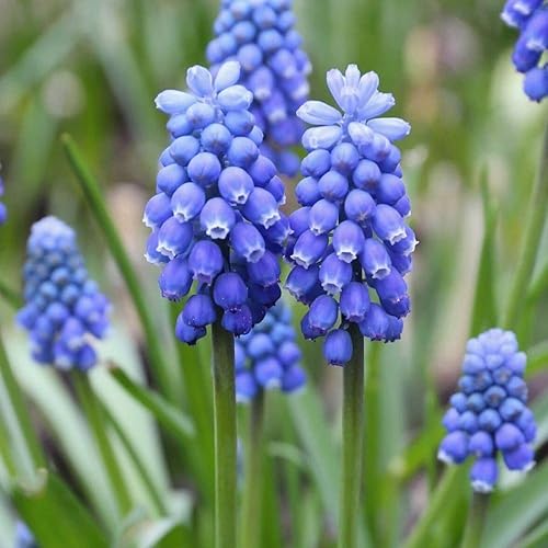 Miniatura 7 de 10 bulbos de jacinto de uva para plantar bulbos de flores de muscari azules perennes, adornos de jardín, macetas fáciles de cultivar, regalos