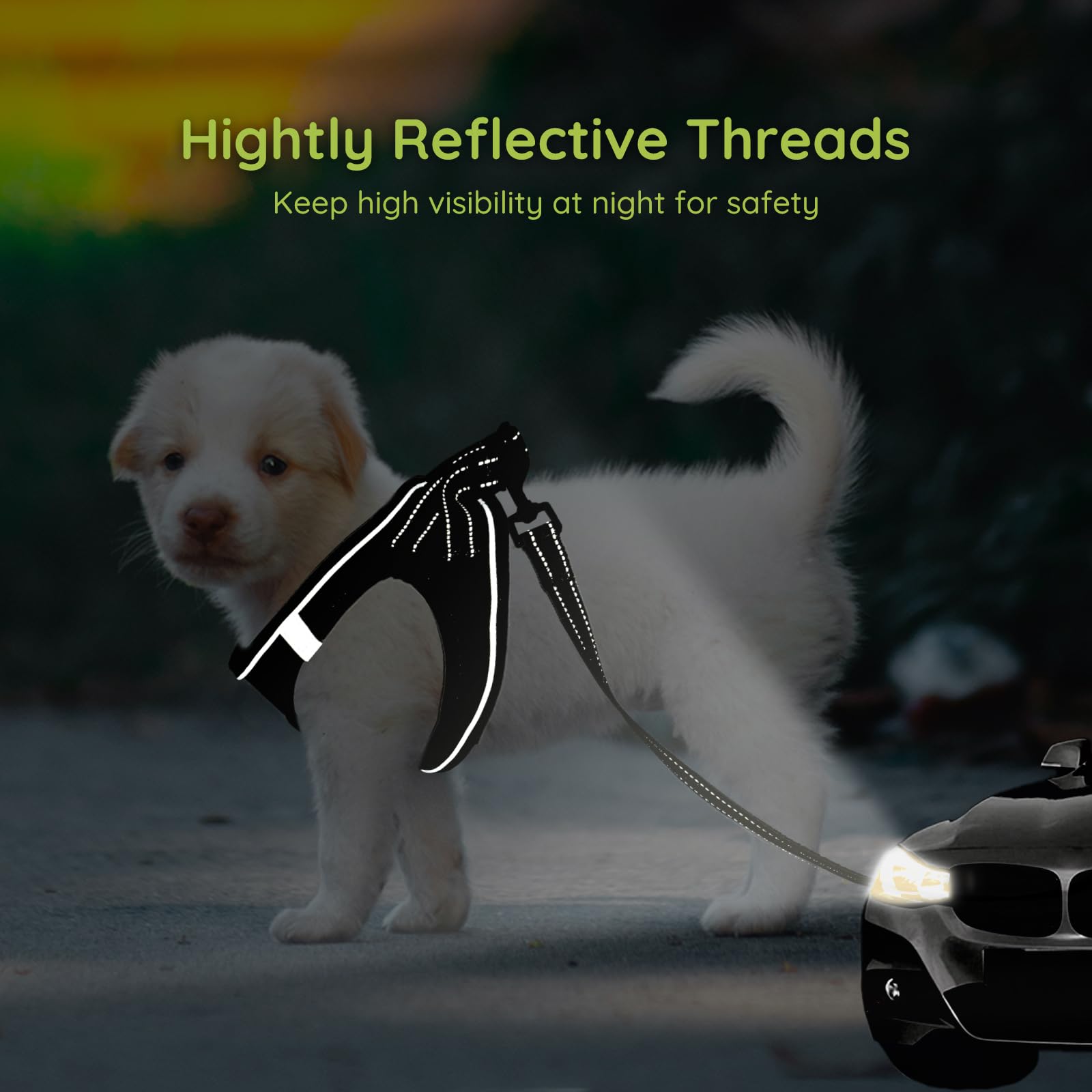 Dog Water Bottle Zunea No Pull Small Dog Harness And Lead Set