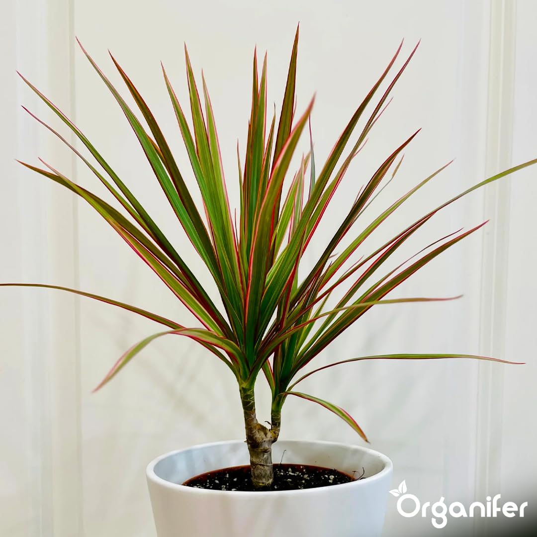 Fertilizante Líquido - 2x1L - Para Dracaena - NPK 2-1-8 | Plantas Sanas Y Hojas Vigorosas - Organifer