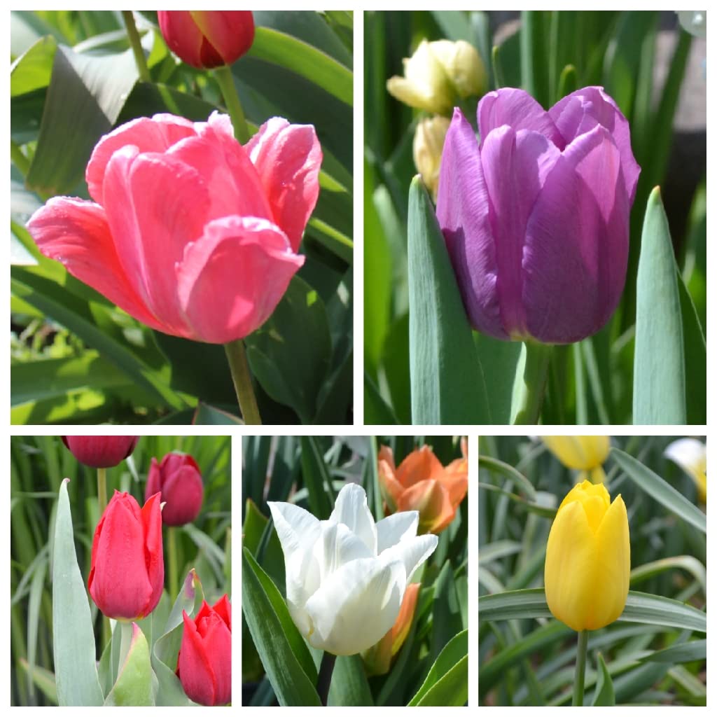 300 Blumenzwiebel bunte Mischung Tulpen Narzissen Krokus Muscari Allium mehrjährig winterhart