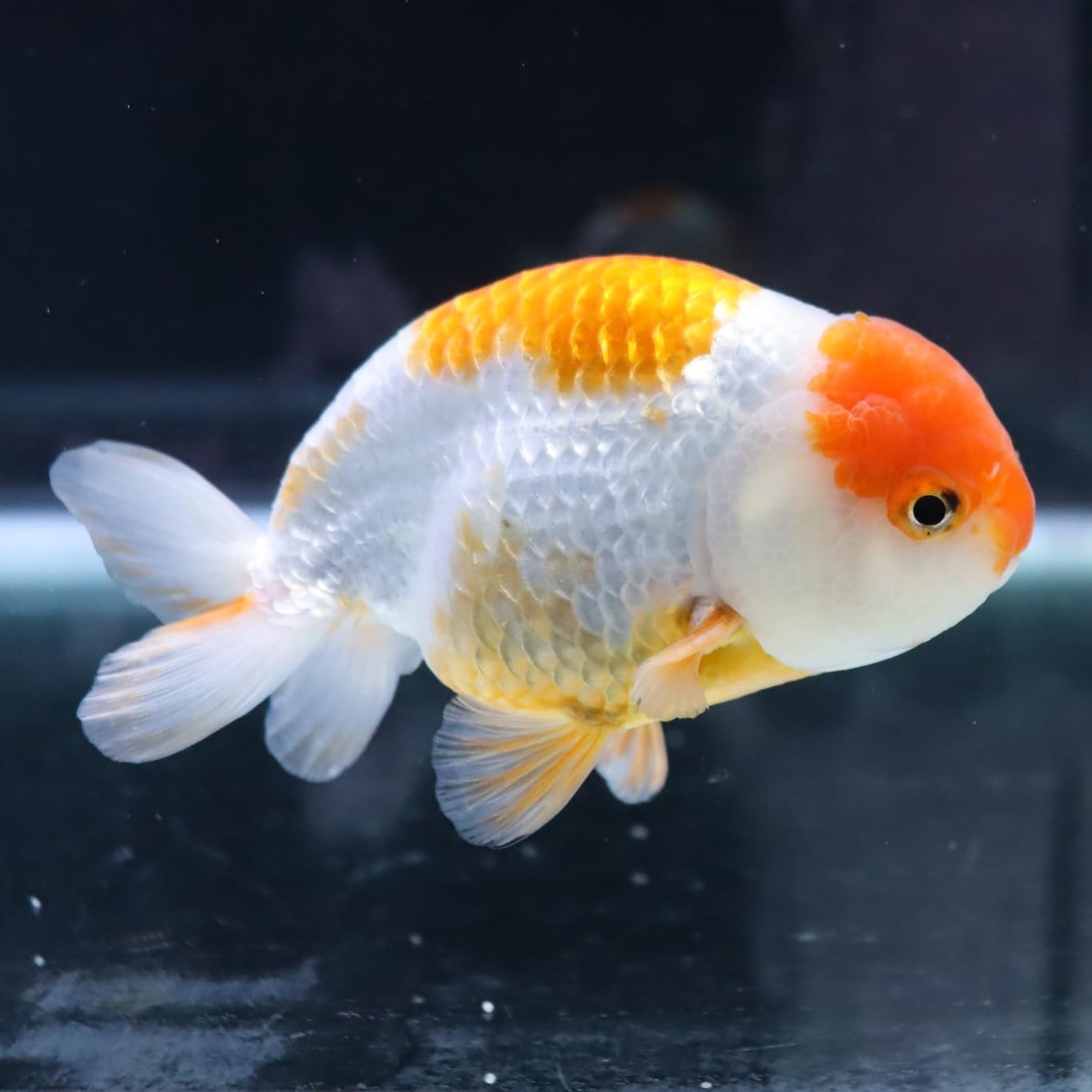 協会系 らんちゅう 雌三歳魚 らんちゅう3歳雌会用（協会系）