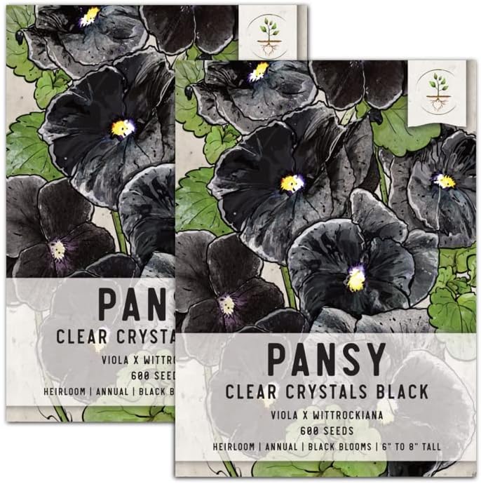 Seed Needs, Clear Crystals Black Pansy Seeds for Planting (Viola x wittrockiana) Twin Pack of 600 Seeds Each - Heirloom & Open Pollinated