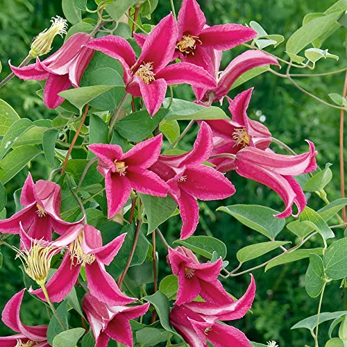 GardenersDream Clematis 'Princess Diana' Kletterpflanze Pink