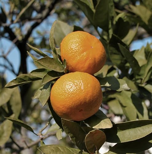 Miniatura 6 de Aceites esenciales de mandarina pura  Aceites esenciales para difusores aromaterapia y humidificadores (0.5 onzas líquidas)  Promueve el descanso y
