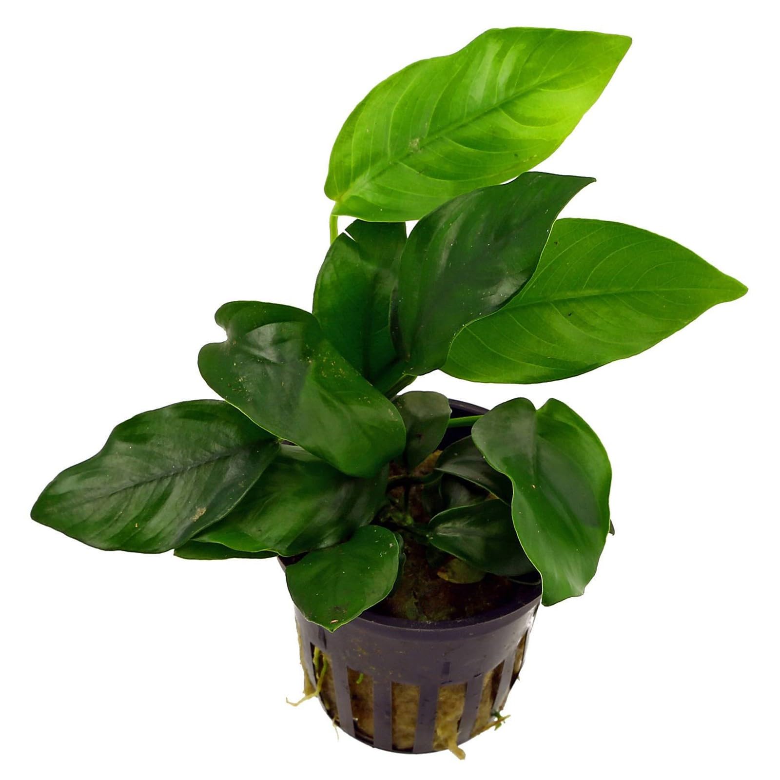 Pianta vera per acquario, Anubias barteri var. nana