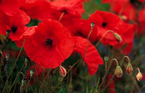 Miniatura 2 de 7000 semillas de amapola de maíz rojo de Flandes, 0.04 oz sin OMG Heirloom USA Cosechado abeja polinizador mariposa American Legion Poppy. Amapola