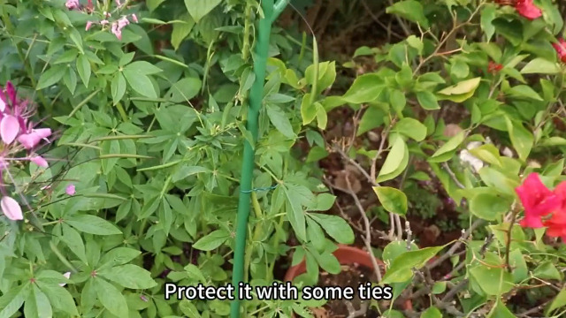 Supporti Per Piante A Ramoscello - 3 Pezzi Da 100 Cm, In Plastica UV, Per Piante Rampicanti Da Interno Ed Esterno