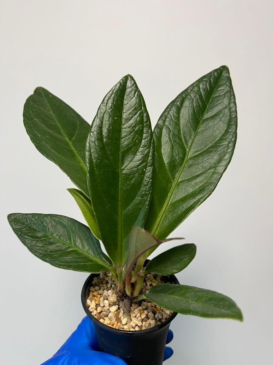 アンスリウムプロウマニー 原種系アンスリウム