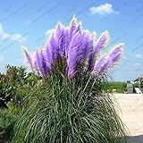 Purple Pampas Grass Seeds Ornamental Plant Flowers Cortaderia Selloana Grass Seeds 500 Pieces / Lot