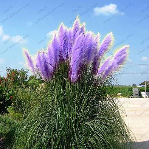 Purple Pampas Grass Seeds Ornamental Plant Flowers Cortaderia Selloana Grass Seeds 500 Pieces / Lot