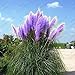 Purple Pampas Grass Seeds Ornamental Plant Flowers Cortaderia Selloana Grass Seeds 500 Pieces / Lot