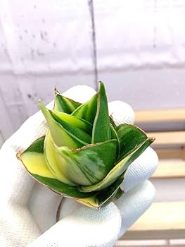 S-86 超希少 サンスベリア タワー 斑入り 輸入株 鉢ごと発送 S-86 超希少 サンスベリア タワー 斑入り 輸入株 鉢ごと発送