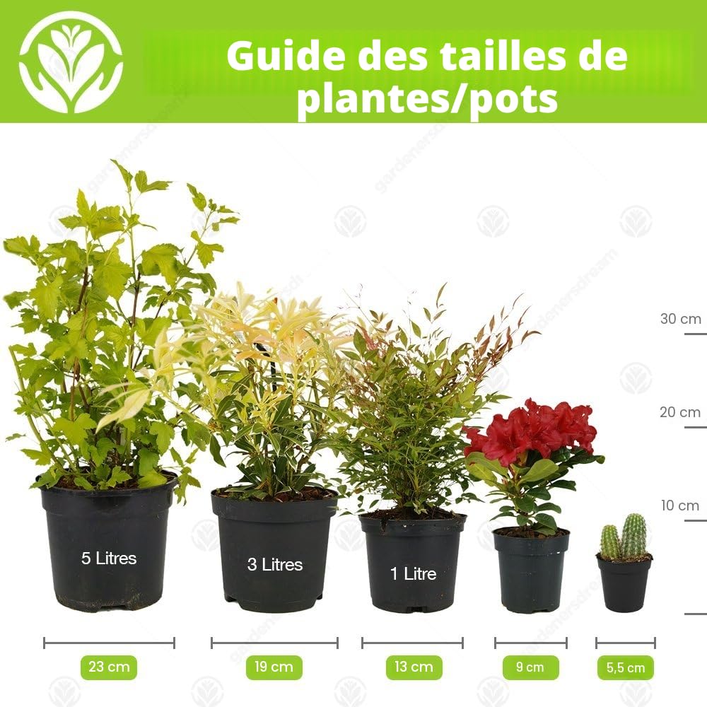GardenersDream Lot de 24 plantes alpines mixtes – Plantes d'extérieur à feuillage persistant pour le jardin – Arbustes fleuris prêts à l'emploi (10-20 cm, pot de 9 cm inclus)
