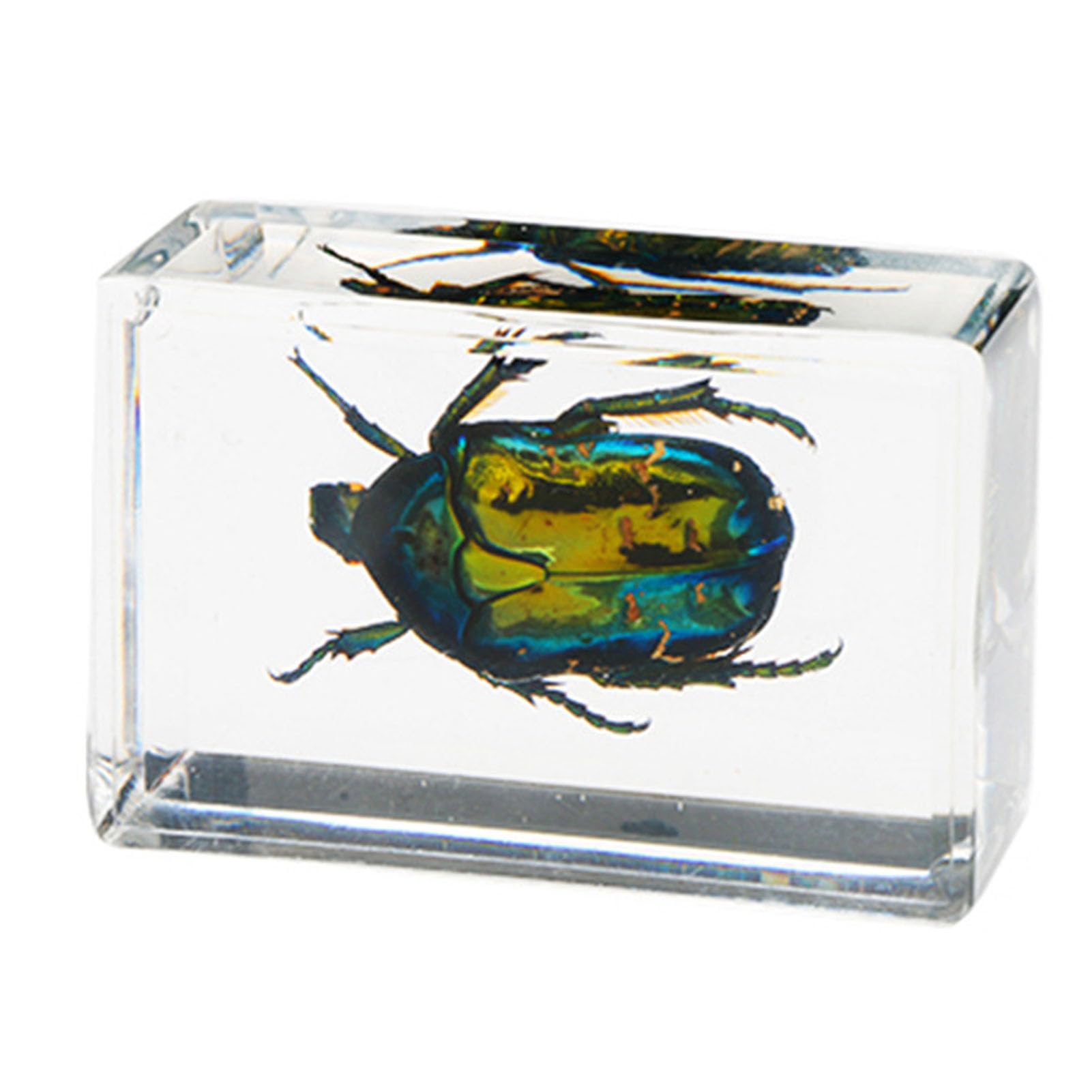 Amazon.co.jp: Jeffergarden昆虫標本 リアルな昆虫標本セット, 透明