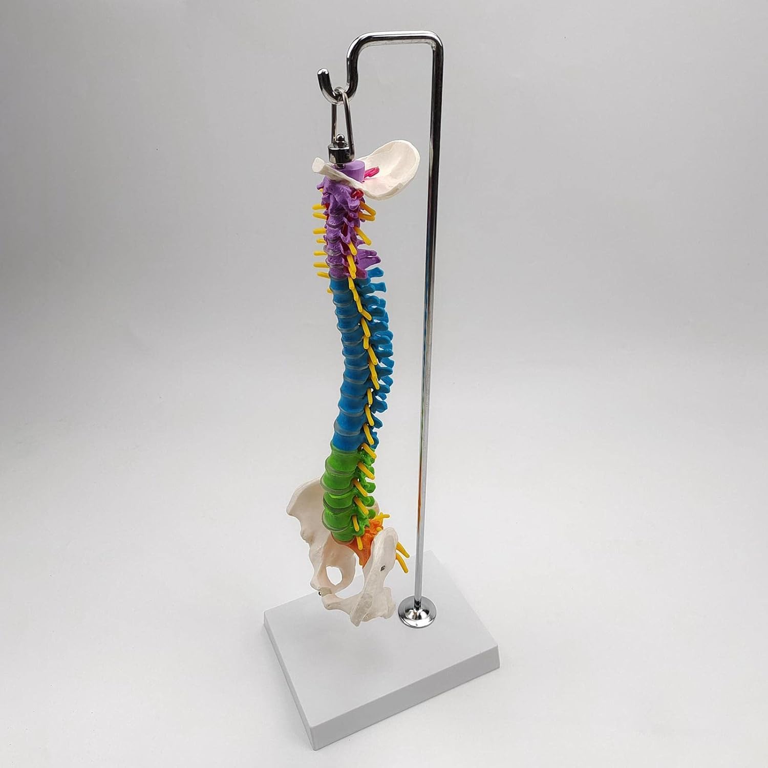 Modelo anatómico de esqueleto de columna vertebral humana con vértebras, nervios, arterias y soporte para demostración educativa y estudio