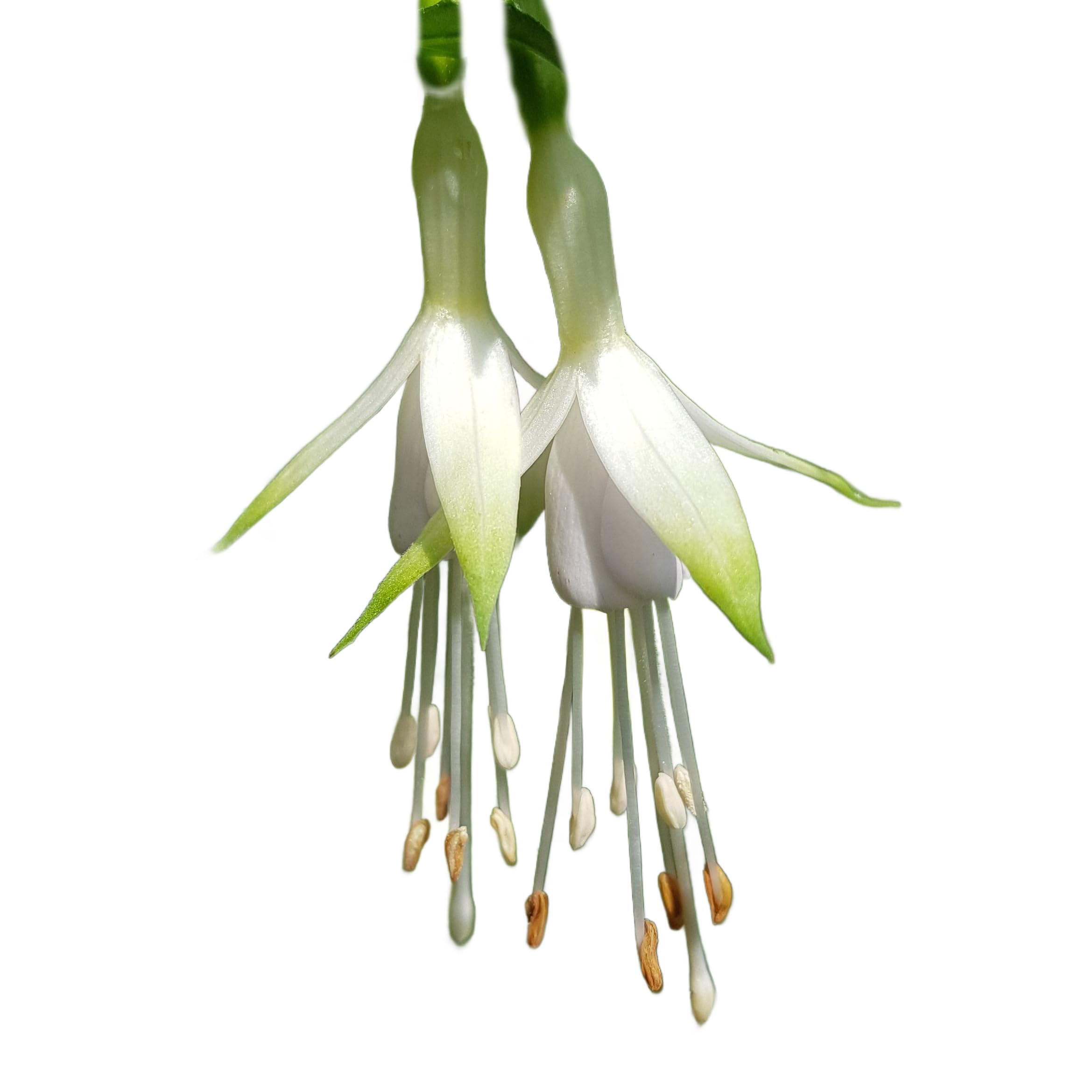 Fuchsia Plants - 'Hawkshead' - 3 x Full Plants in 9cm Pots - Fuchsias - Garden Ready - Ready to Plant - Premium Quality Garden Perennial