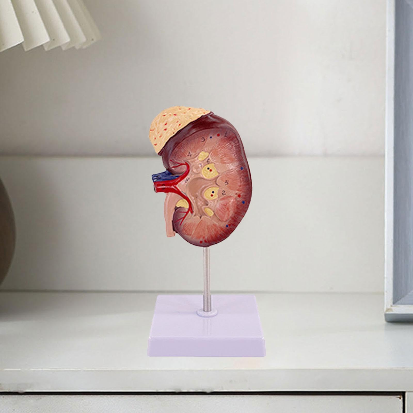 Modello Professionale Umano per L'apprendimento Della Biologia.