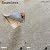 Atelier Luxury Carpet Tiles - Super Plush - Beige (33sf), 20026001