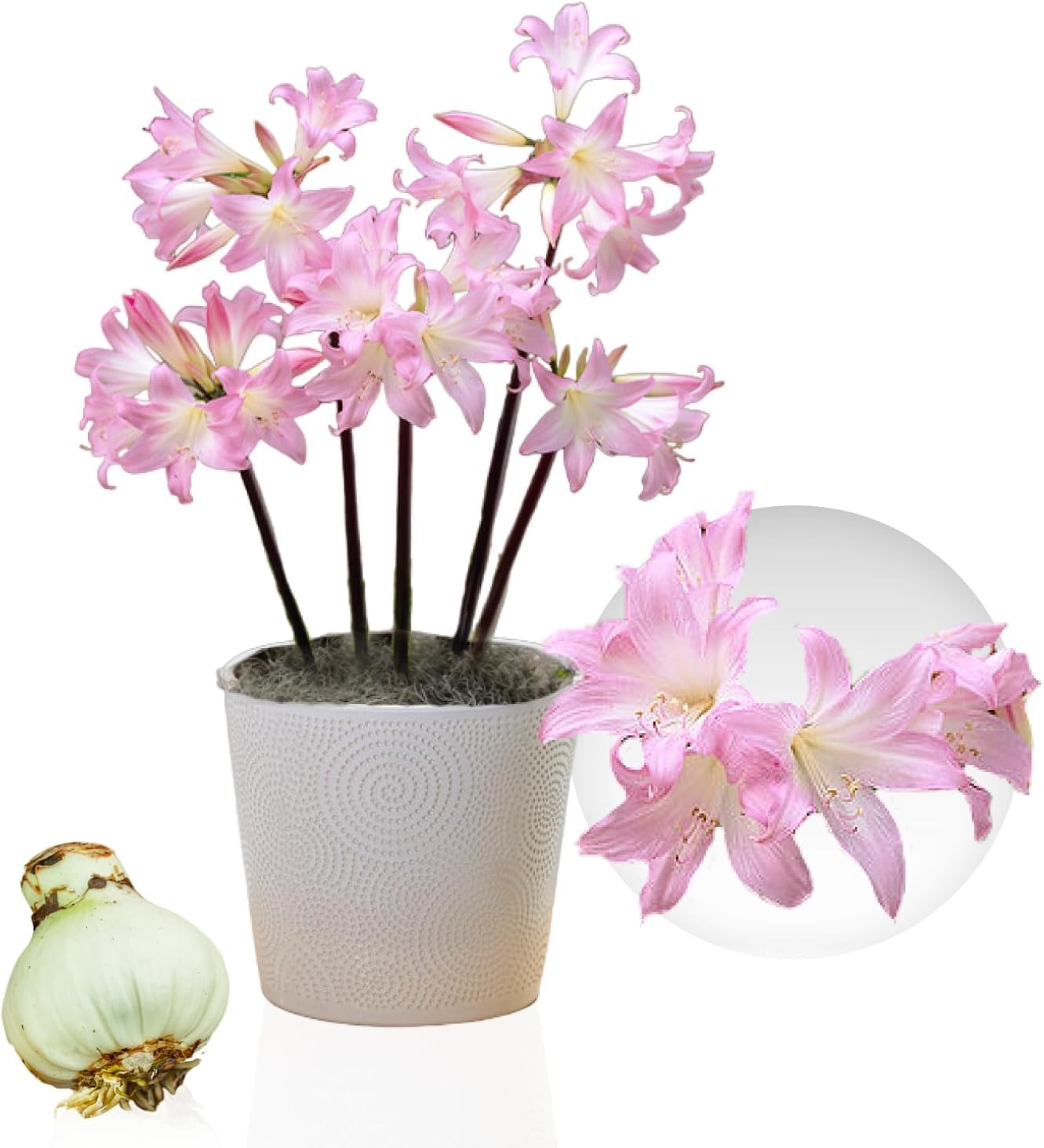 Amaryllis Zwiebel Belladonna - 1 Blumenzwiebel in Großformat 26/30 - Exklusive Zwiebeln - Echte Pflanzen aus Holland - Hippeastrum (keine Samen, Wachs und nicht künstlich)