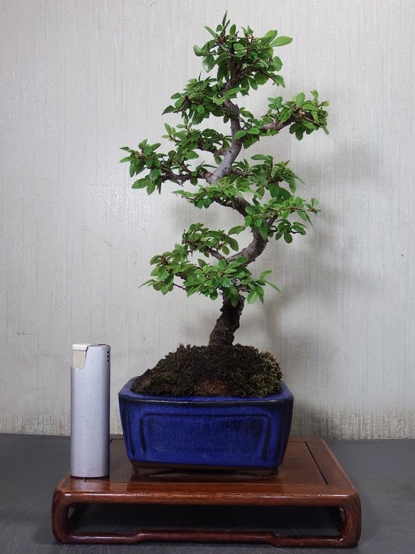 サザンカ　山茶花　盆栽　11号陶器鉢　幹太❗　モンステラ　椿　ツバキ サザンカ 山茶花 盆栽 11号陶器鉢 幹太 モンステラ 椿 ツバキ