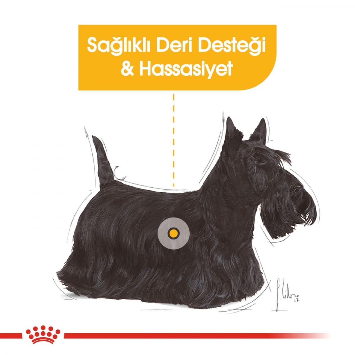 Royal CANIN DERMACOMFORT Mousse | 12 x 85 g | Nourriture Humide pour Chiens Adultes à partir de 10 Mois | pour Les Peaux sensibles | avec acides Gras oméga-3 et -6