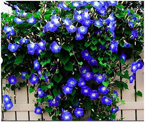250 Heavenly Blue Morning Blooming Vine Seeds - Wonderful Climbing Heirloom Vine - Morning Glory Non GMO and Neonicotinoid Seed. Marde Ross & Company