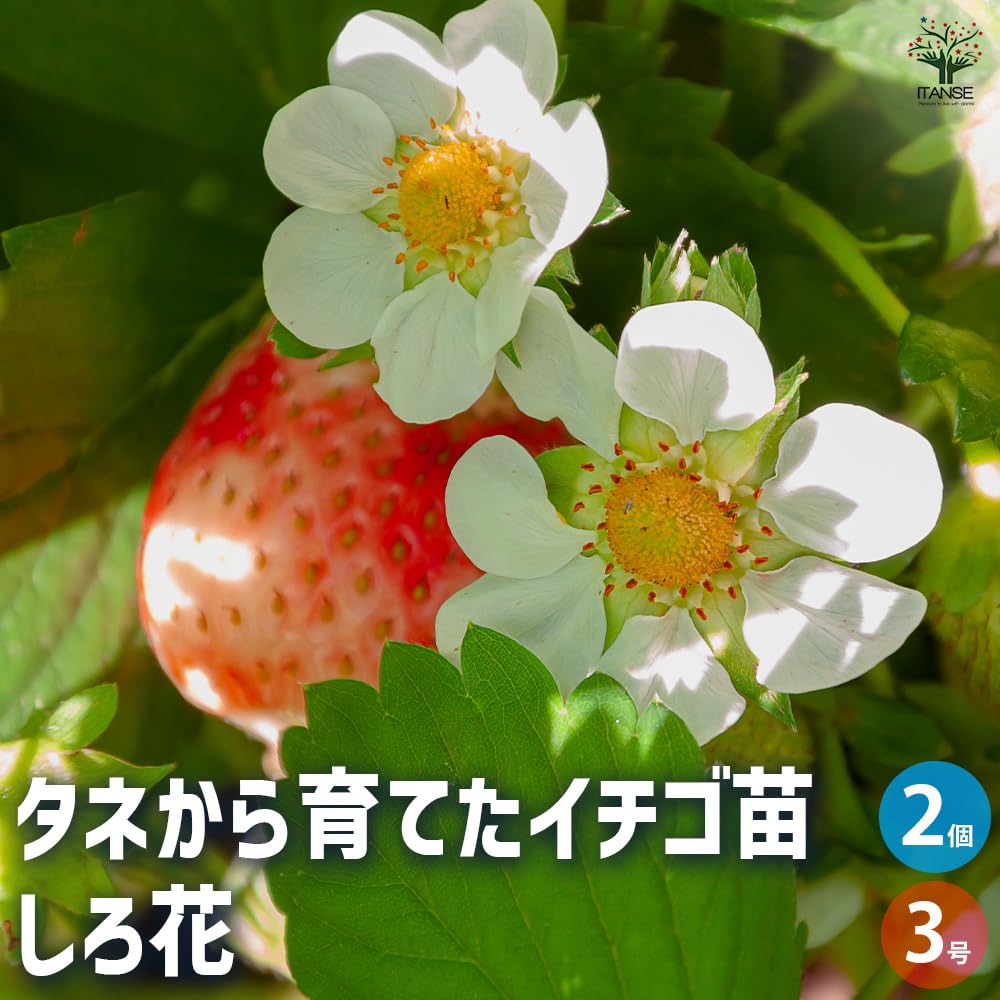 Amazon.co.jp: いちごの苗 四季成りいちご タネから育てたイチゴ苗