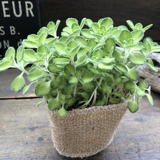 Amazon｜希少 ライムシャワー アロマティカス 多肉植物 ミントの香り