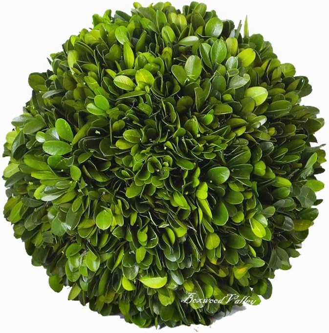 BoxwoodValley Preserved Boxwood Ball Large 8 inch Boxwood