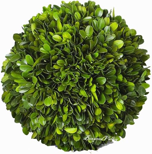 Árbol boj ornamental bien conservado en maceta de terracota, planta verde para decoración del hogar (de bola única, 41 cm de alto), Balón, 8"