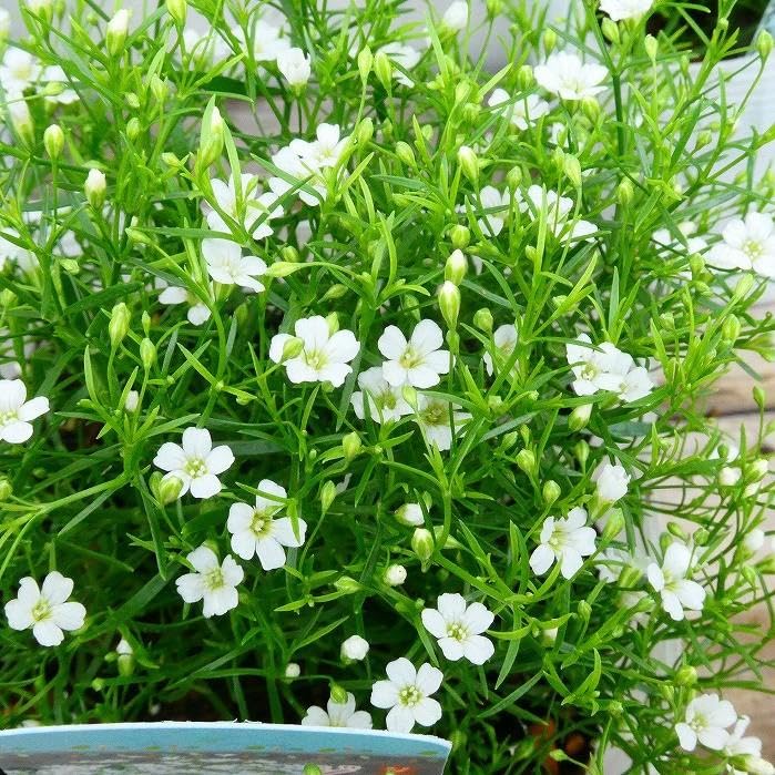 Amazon | カスミソウ 苗 白花 ジプシー ホワイト 3.5号 かすみ草