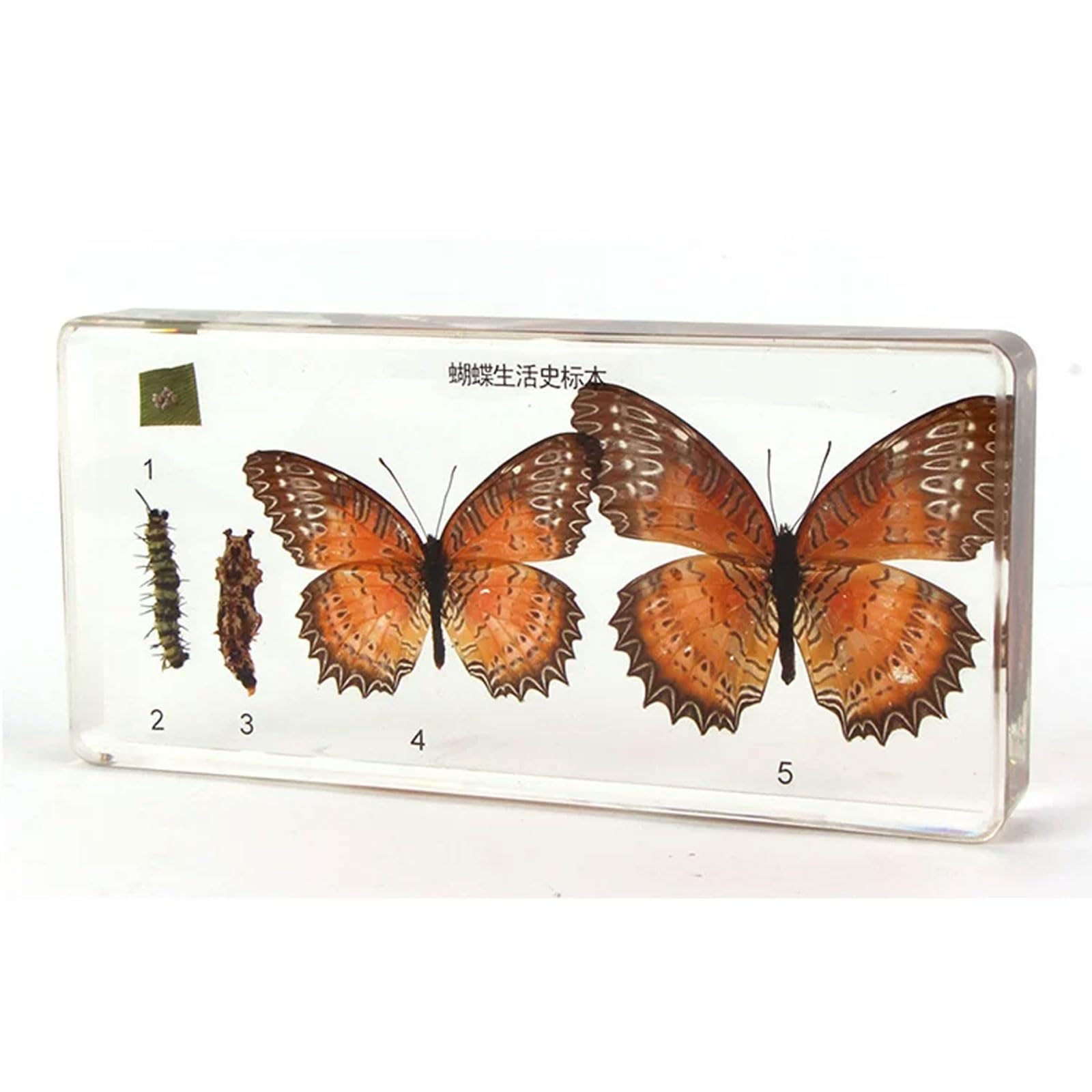 Zestaw Preparatów Żywicznych Cyklu Życia Owadów Montessori, Motyl Ważka Pszczoła Sekwencja Wzrostu Pomoce Naukowe,Butterflies