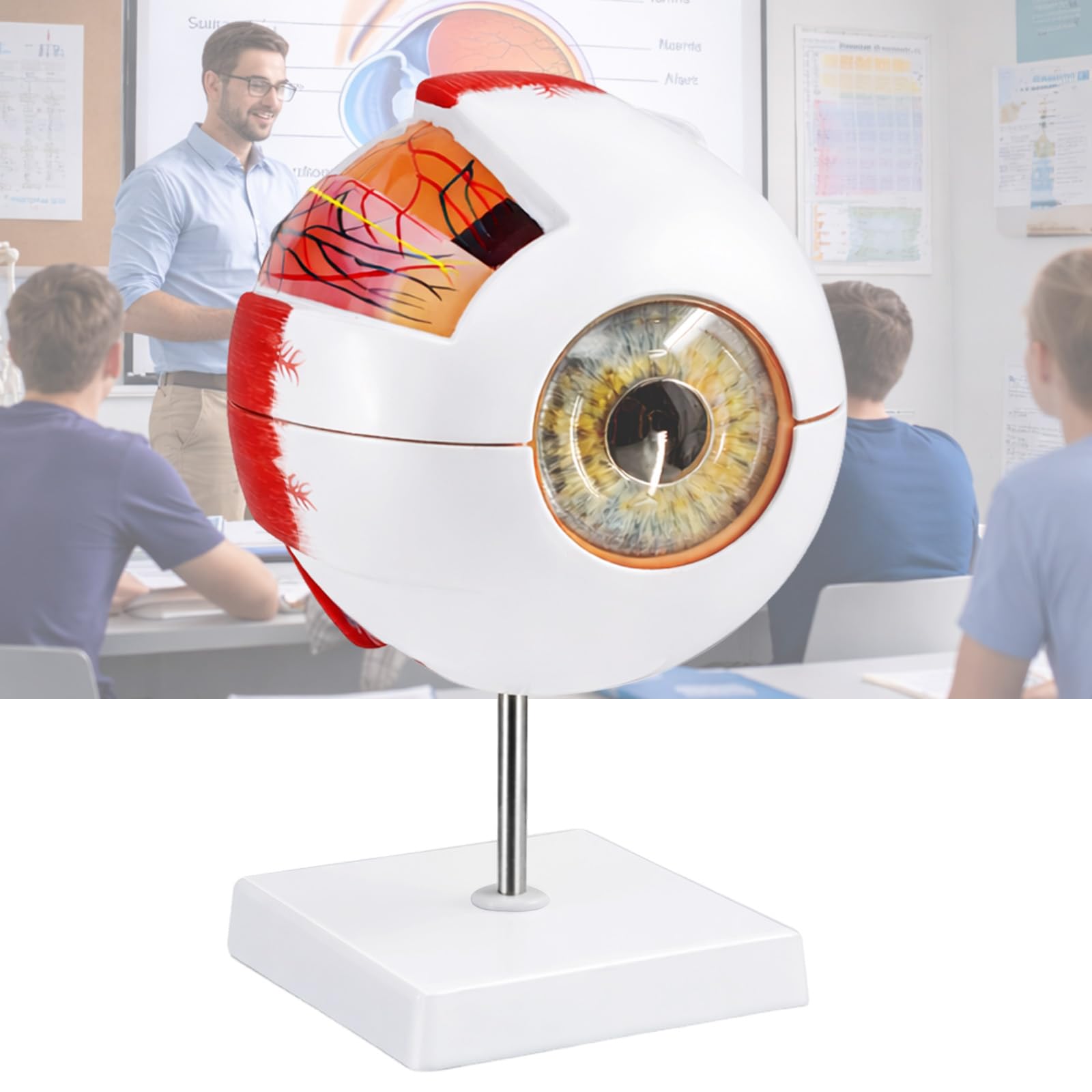 Wadoy Eye Anatomy Model, 6X Enlarged Eyeball Model, Human Eye Anatomical Model for Science Education Students Study Display Medical Teaching, with Removable Stand