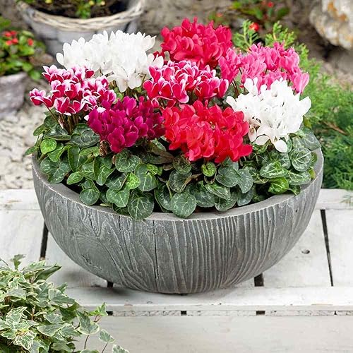 Miniatura 1 de Outsidepride Cyclamen Persicum - Mezcla de semillas de flores de jardín para contenedores de exterior o plantas de interior - 100 semillas