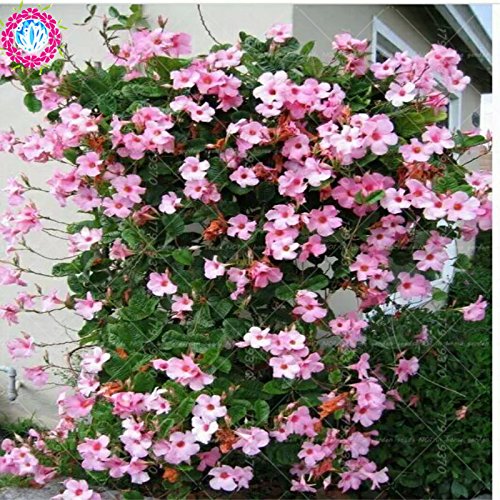 Graines de Mandevilla sanderi grimpantes Graines de Dipladenia sanderi, plante à fleurs de bonsaï pour la décoration de la maison et du mur de la cour Paquet de 500 graines