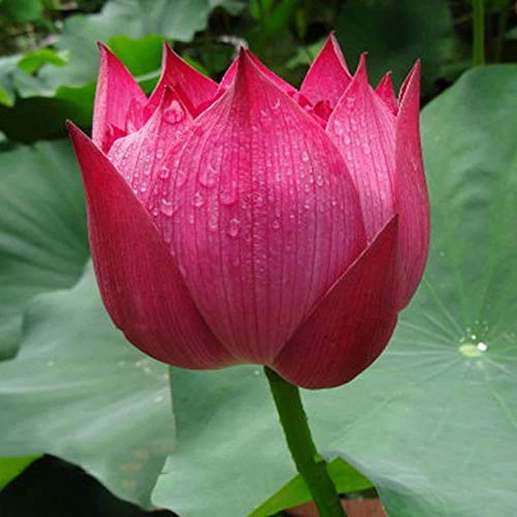 See full amazon price history chart for Creative Farmer Mixed Color Aquaculture Flower Hydroponic Plants Live For Garden Lotus Aquatic Plant (Healthy Plant) Creative Farmer Mixed Color Aquaculture Flower Hydroponic Plants Live For Garden Lotus Aquatic Plant (Healthy Plant) (B09HCQYHQD) Amazon Price History, Amazon Price Tracker