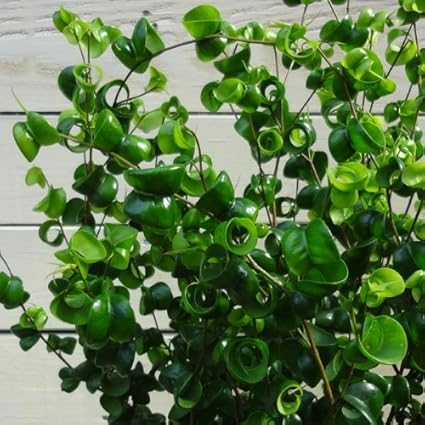 Amazon 観葉植物 フィカスベンジャミン ベンジャミナ バロック 観葉植物 オンライン通販 Amazon 観葉植物 フィカスベンジャミン ベンジャミナ バロック 観葉植物 オンライン通販
