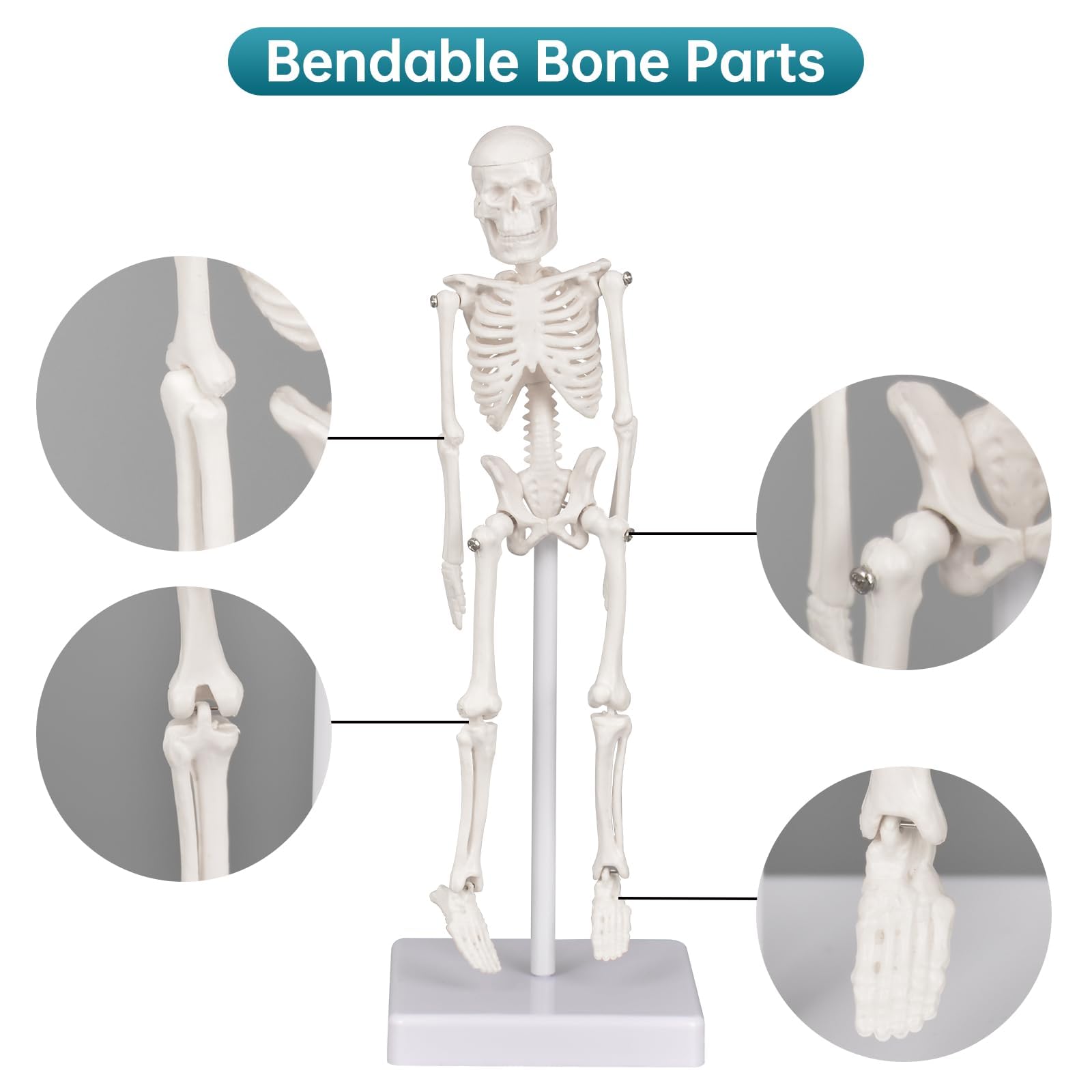 Skeleton Model, Human Anatomy Model for Small Skeleton Model with Movable Joints Ideal for Classroom Office Decor and Decorations(7.8in) - Image 3 thumbnail