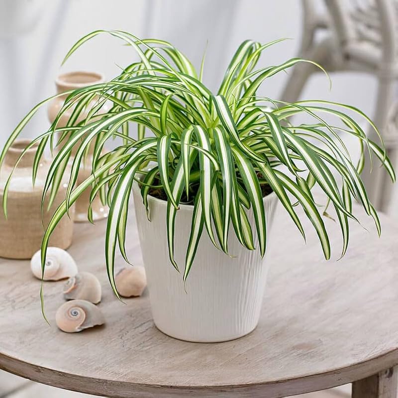 Organic Rare Air Purifying Spider Plant - Indoor & Outdoor Live Plant (Pack of 1 Healthy Live Plant)-picture-16