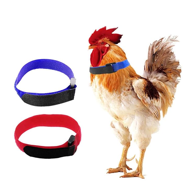 Buy YELL 2 Pack Anti Crow Rooster Collar,No Crow Noise Neck Belt for