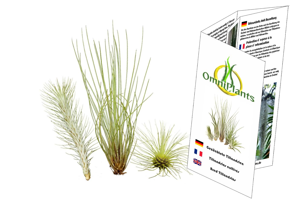 Ensemble insolite de 3 tillandsias