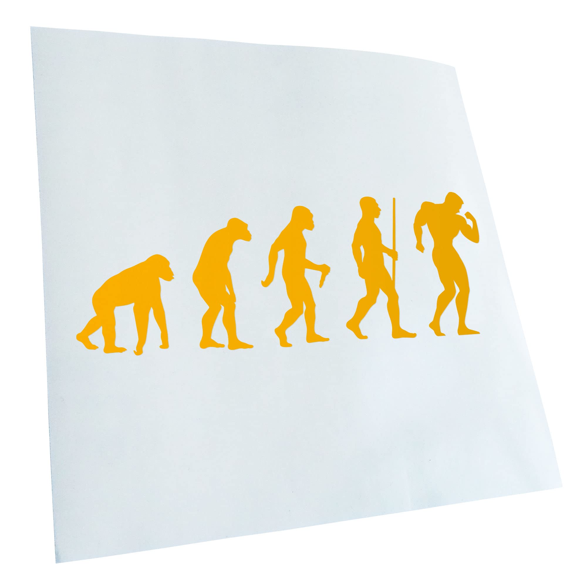 Kiwistar - Car Sticker - Bodybuilding Evolution - Yellow - 30 x 11 cm - Rear Window Car Sticker Weatherproof for Car Truck Moped Truck - Sticker Exterior Self-Adhesive Tuning Accessories for Window