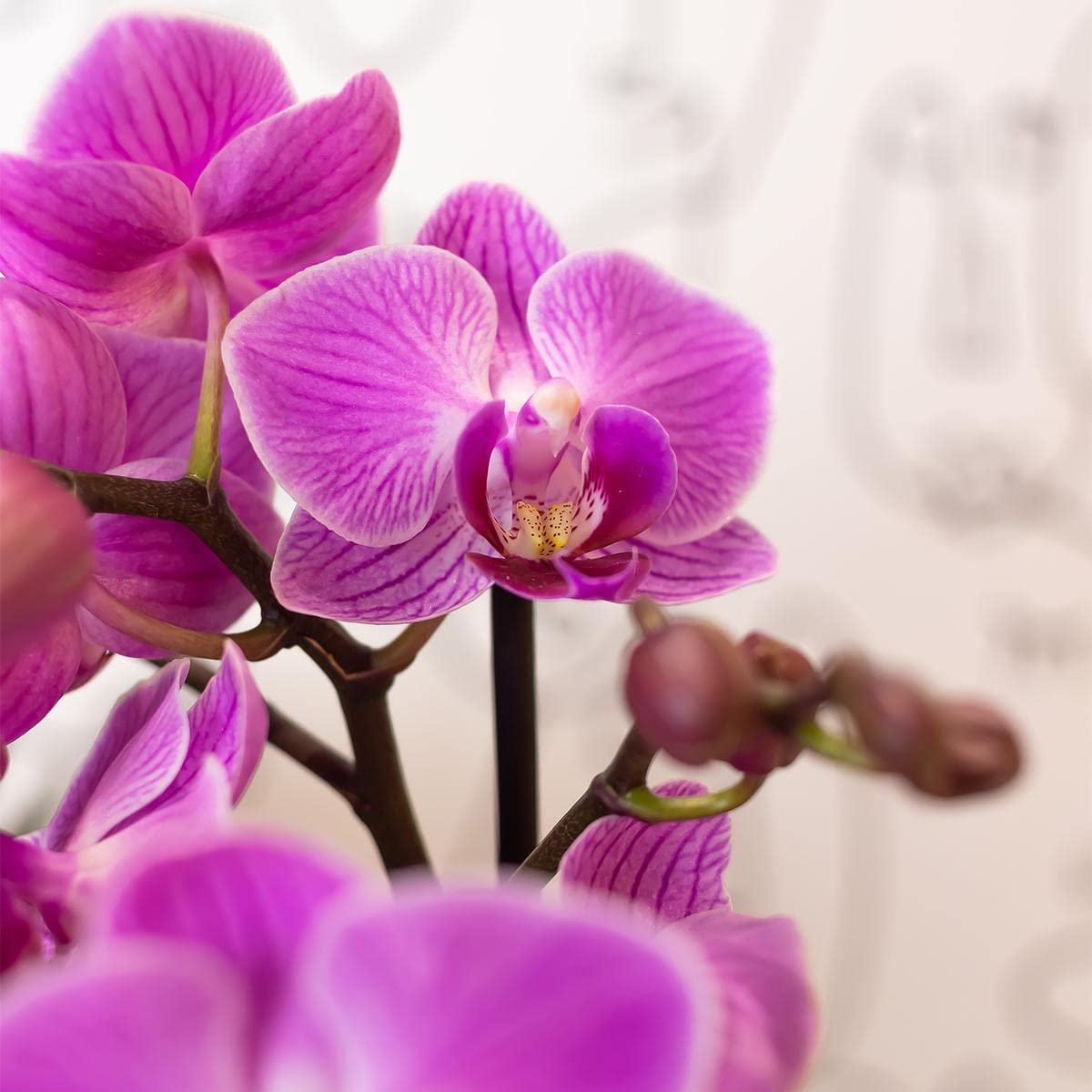 Kolibri Orchidées | Orchidée Phalaenopsis violet/rose - Mineral Vienne - Taille du pot Ø9cm | Plante d'intérieur à fleurs - Frais du cultivateur