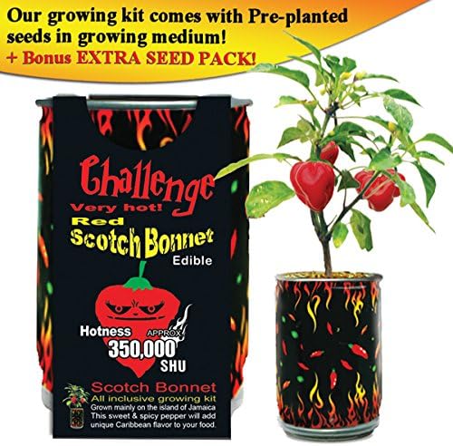 Red Scotch Bonnet Pepper Grow Kit by Magic Plant - 3 Kits - Caribbean Classic Chili 100K - 350K SHUs - DIY Easy with Heirloom Non-GMO Seeds, Indoor/Outdoor or Gift