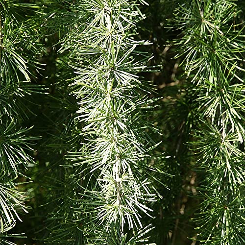 Japanse Pine Bonsai Seeds - Pinus Ponderosa Yellow Pine - Indoor Bonsai Zaden voor het planten van zaden Outdoor Plants Tuinieren Eco-vriendelijke geschenken 100 pcs - Afbeelding 6