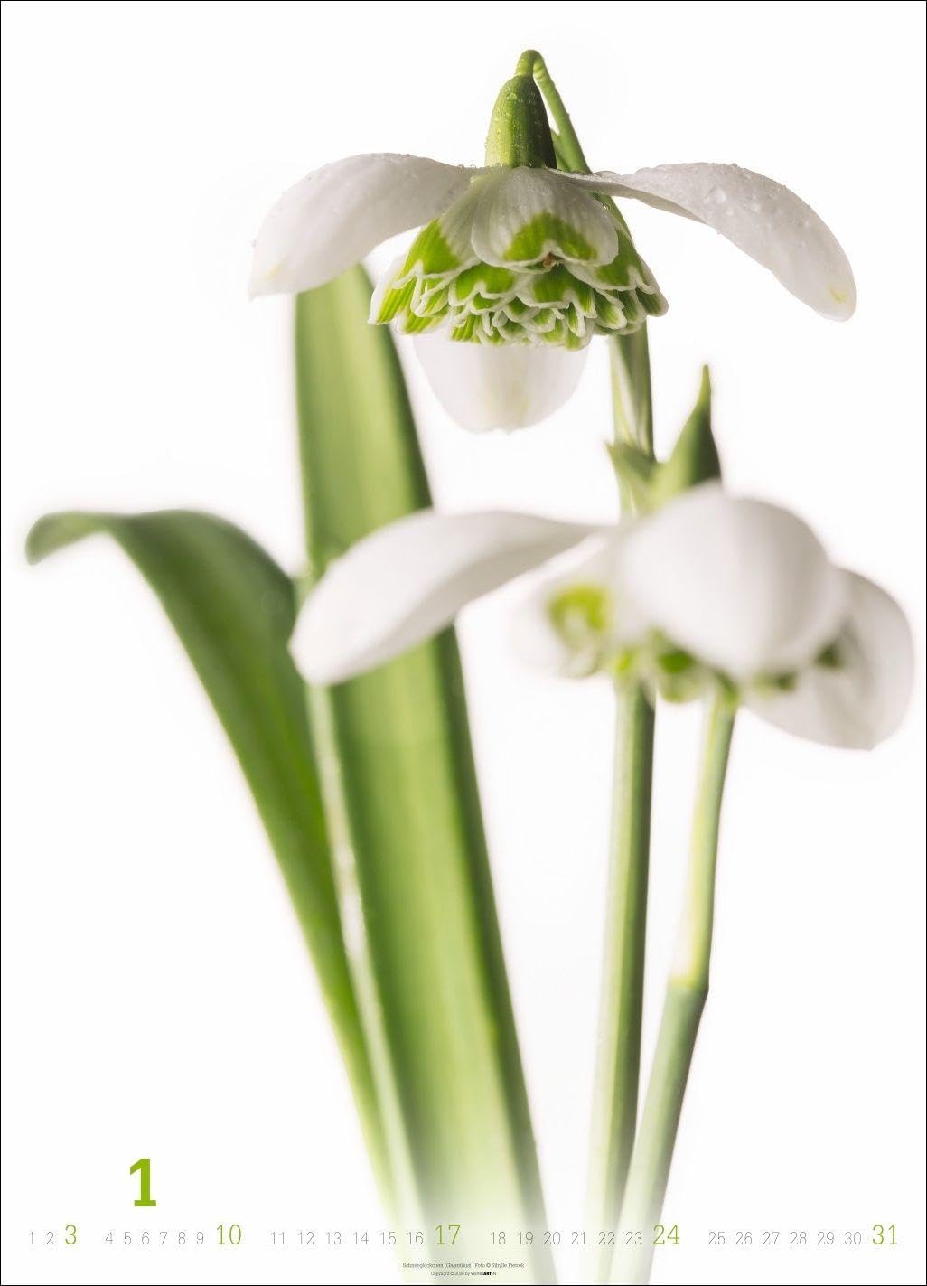 Blütenbilder Kalender 2027: Großer Jahres-Wandkalender mit stilvollen Fotos prachtvoller Blüten. Blumen-Kalender für die Wand. 49 x 68 cm. Hochformat