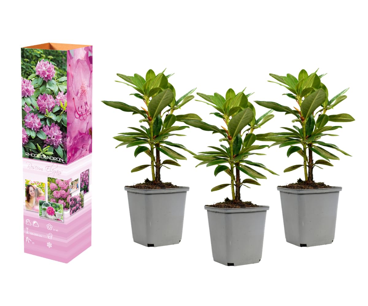 Rhododendron Mischung winterharte Rhododendren 2038 cm im 9 cm Topf  immergrne Bltenstrucher fr Garten und Schattenbeet (6, 'Roseum Elegans'  - ...